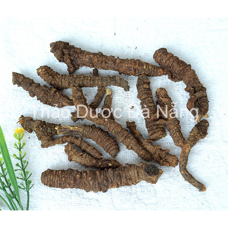 Khương Hoạt chuẩn loại 1,thơm phức 100 gram.