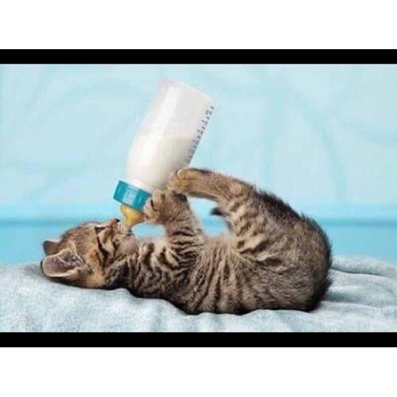 Sữa bột cho mèo PRECATEN 110g