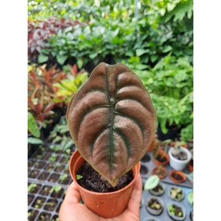 cây Alocasia cuprea