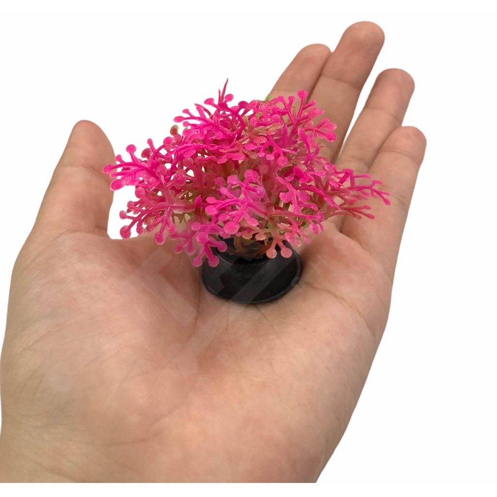 Cây Rong Trang Trí Hồ Cá Nhí Cao 4cm - Rêu Trang Trí Bể Cá Thuỷ Sinh