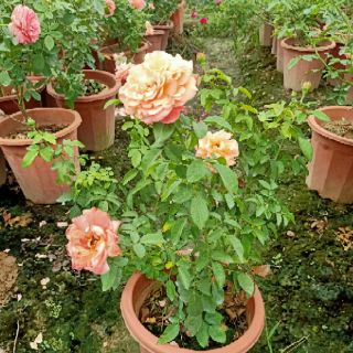 Cây triết hoa hồng ngoại