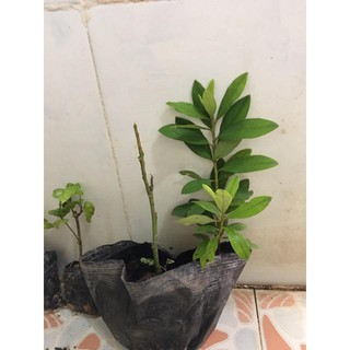 Cây Tường Vi Giống Hoa Đỏ Tươi