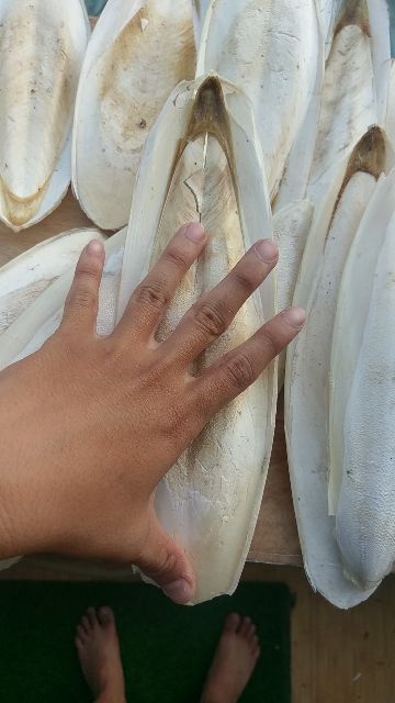 1KG NAN MỰC (MAI MỰC) LOẠI TO SIZE 18_ 30CM