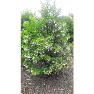 Mai chiếu thủy siêu hoa cao 60cm