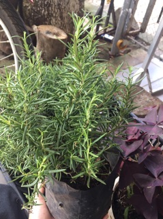 [Mua 5 tặng 1] Combo 3 chậu Hương Thảo lớn (Rosemary)