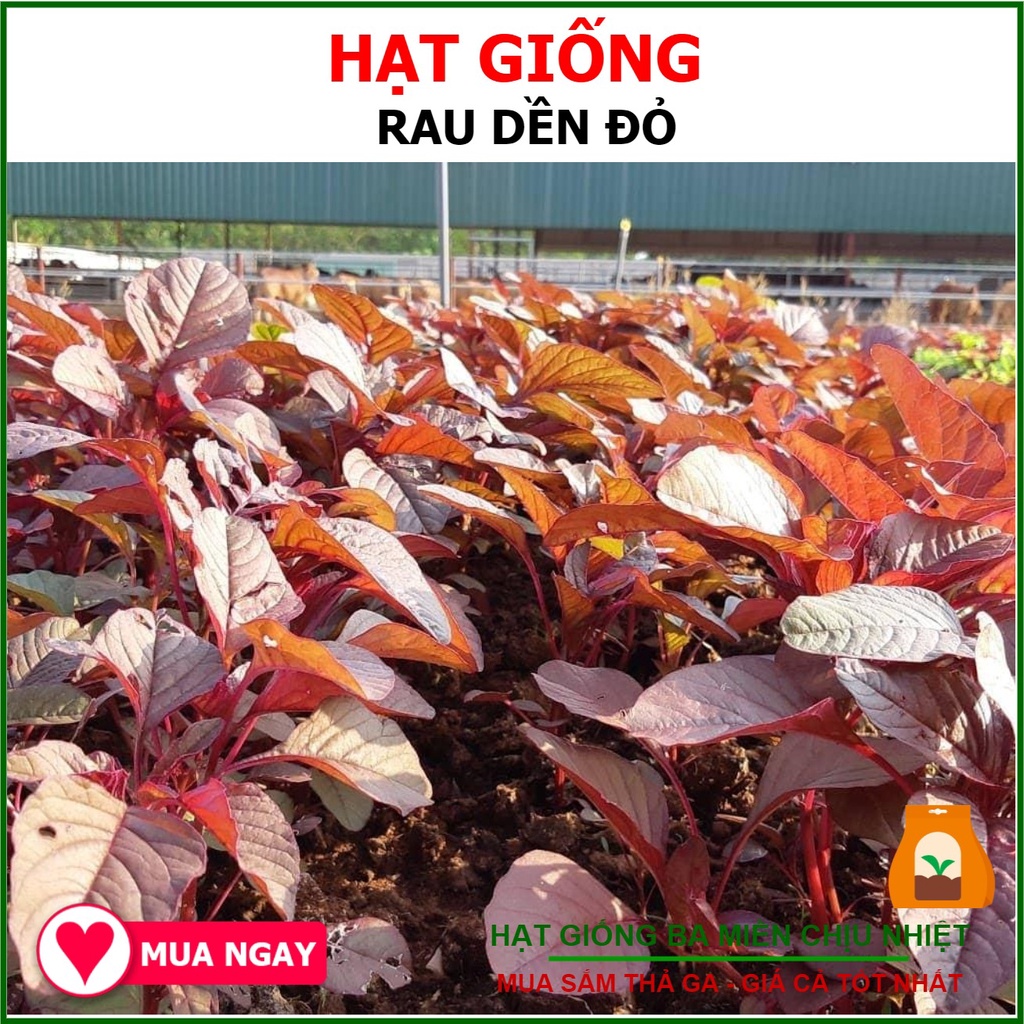 Hạt Giống Rau Dền Đỏ, Mềm 50 Gram