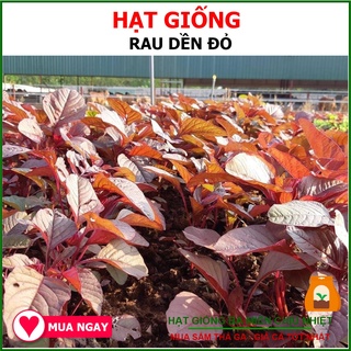 Hạt Giống Rau Dền Đỏ, Mềm 50 Gram
