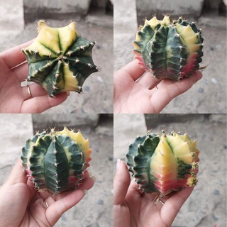Xương rồng guym len 5-7cm