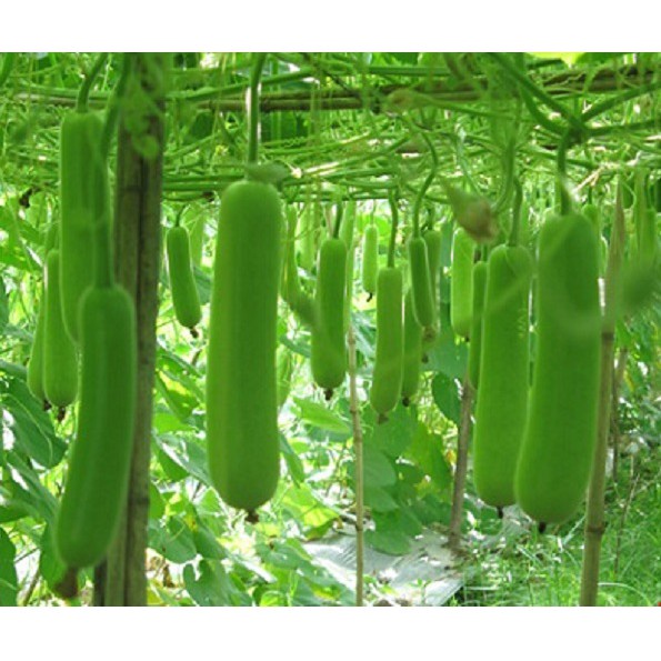 Hạt giống bầu sao lai F1 giòn ngọt - rau củ quả trồng chậu, sân vườn ban công tỉ lệ nảy mầm cao 10 hạt RADO 26