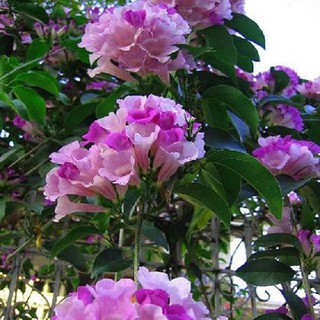 Cây giống hoa lan tỏi cao gần 1m