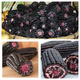 10g Hạt giống Bắp tím, Ngô tím 