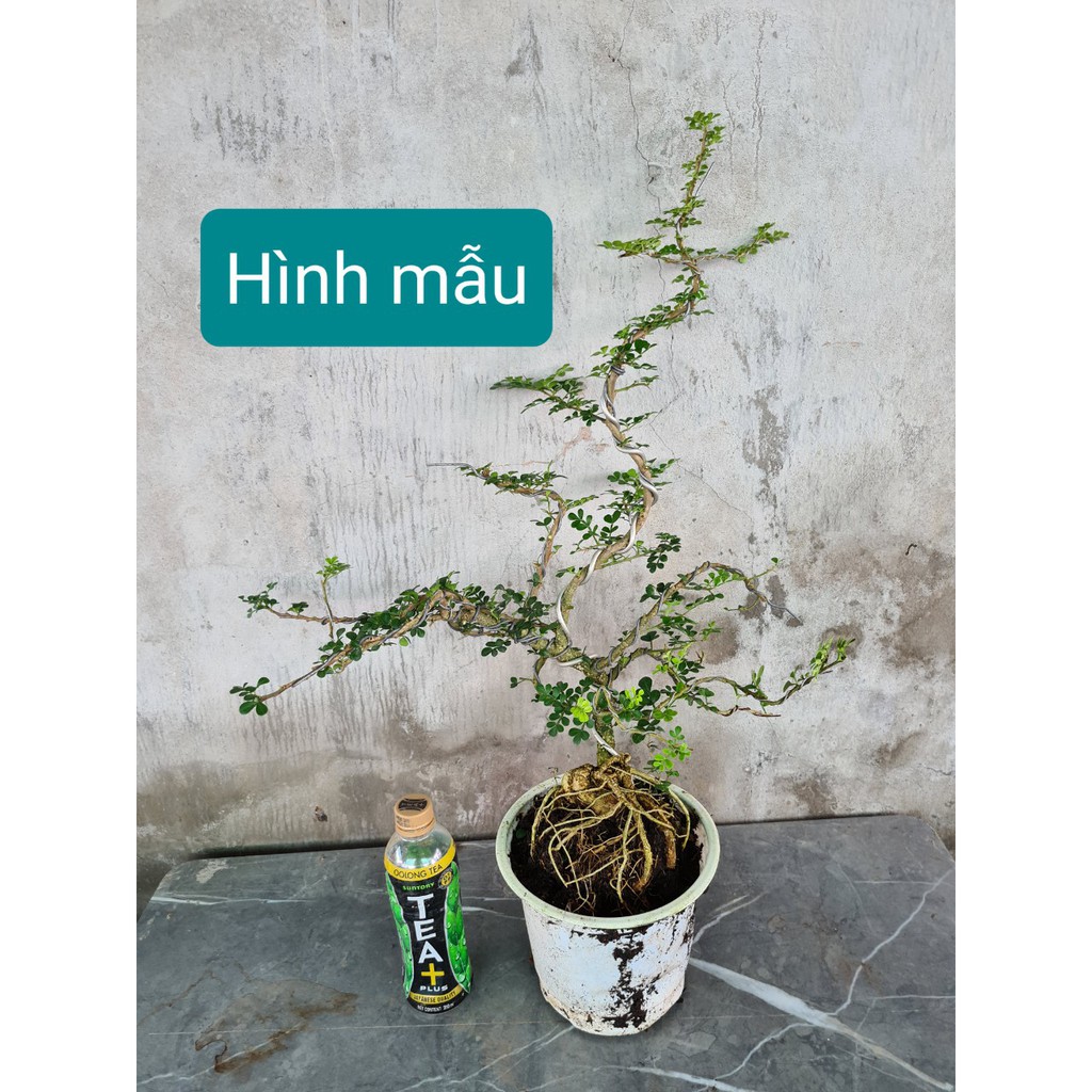 Cây Cần thăng bonsai cao  (35cm đến 40cm)