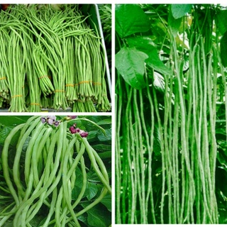 HẠT GIỐNG ĐẬU ĐŨA, COVE, HÀ LAN CÁC LOẠI - 1 Gói