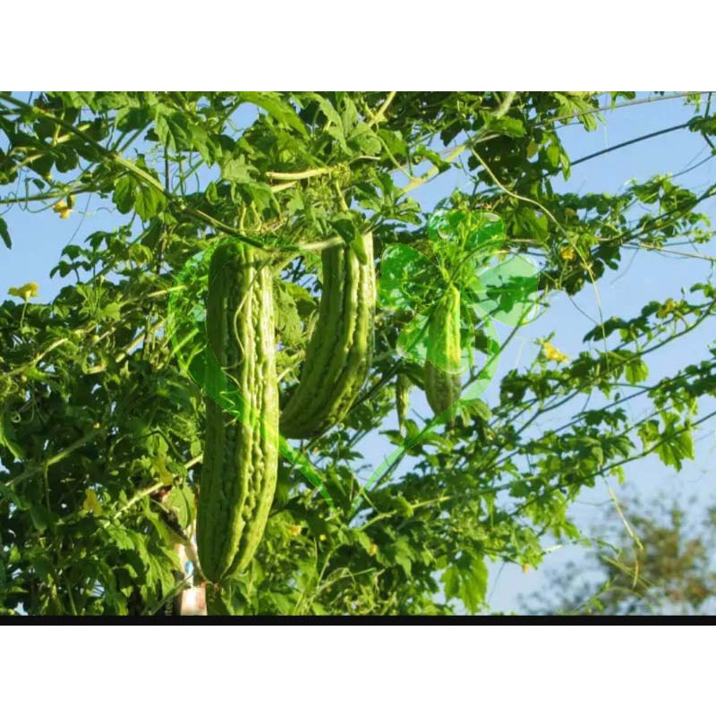 Hạt giống khổ qua mướp đắng NO.09 trái dài - gói 10 gram