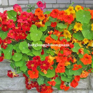 HẠT GIỐNG HOA SEN CẠN RŨ MIX