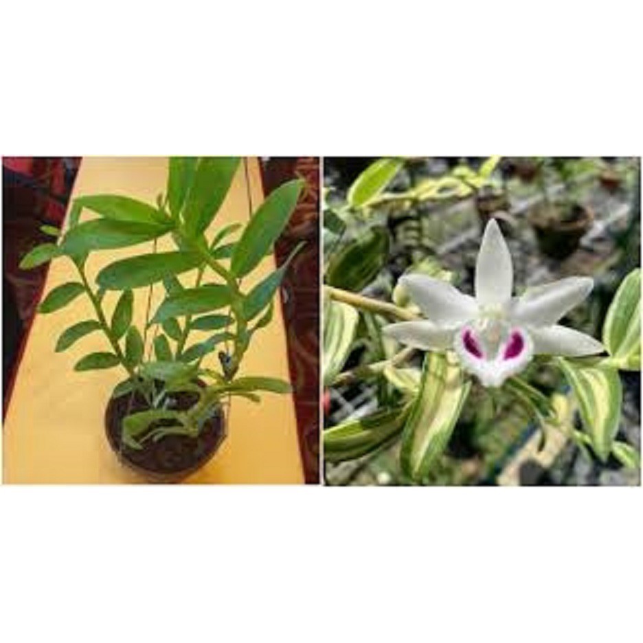 Cốc phi điệp 5 cánh trắng NGƯỜI ĐẸP BÌNH DƯƠNG (5ct)- hàng gieo hạt - hoa xổ số - hoa siêu đẹp