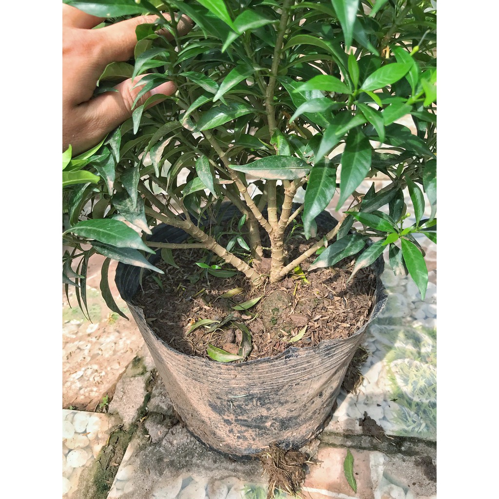 Cây mai vạn phúc - mai tiểu thư bán kính 35-45cm tán lá xanh tốt hoa trắng, trang trí không gian sân vườn, trong nhà