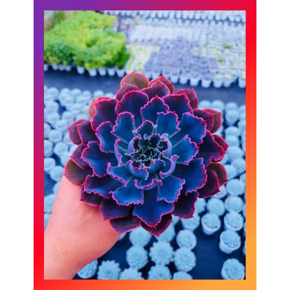 Sen đá bắp cải aurora purple SONDA GARDEN size trung bình 10-12cm, xuất xứ Đà Lạt, khoẻ đẹp, lỗi 1 đổi 1