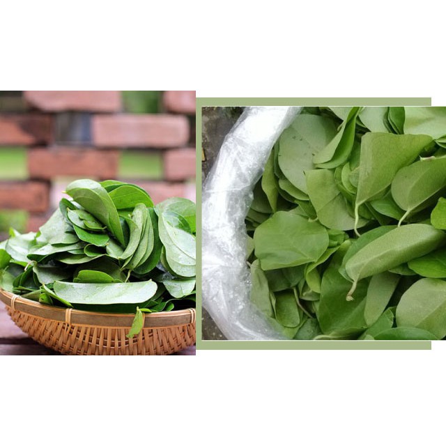 Hạt Giống Sương Sâm (10 hạt)