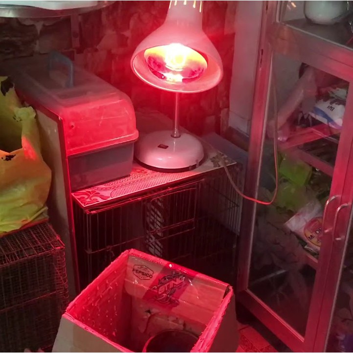 Đèn hồng ngoại sưởi ấm cho chó mèo [BH 3 năm]