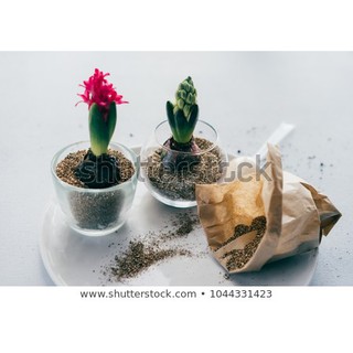 Đá Vermiculite Namix (Đá Vơ Mi - 5dm3)