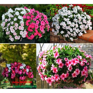 Hạt giống hoa dừa cạn - Rau củ quả trồng tại vườn, sân thượng, nông trang, ban công