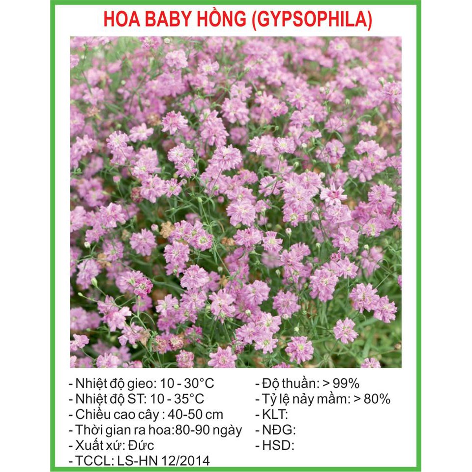 Hạt Giống Hoa Baby hồng 100 Hạt/ Gói golden seed