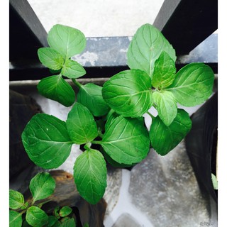 BẦU CÂY BẠC HÀ PHÁP (CHOCO MINT)