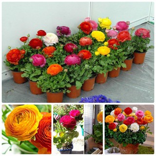 Bộ 6 củ giông hoa mao lương nhiêu màu - đỏ vàng trắng tím cam hồng - 6 viên nén ươm củ - HG1