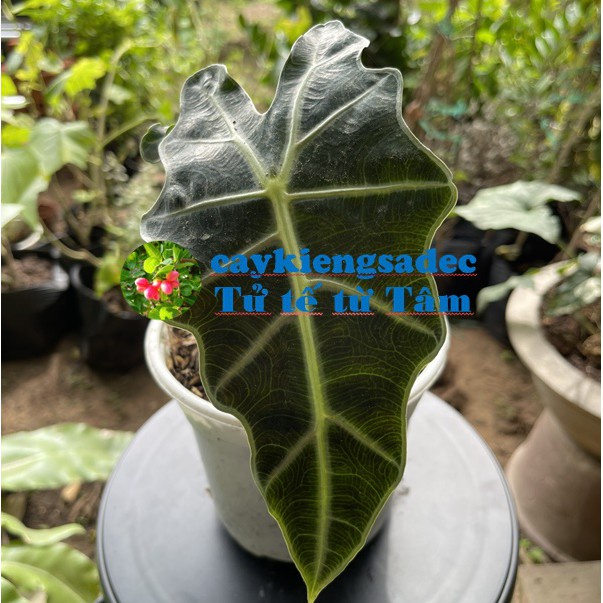 caykiengsadec - Cây môn quan âm Alocasia + Tặng Phân Bón-trang trí nội thất cảnh quan ngoài trời sân vườn - hoa kiểng lá