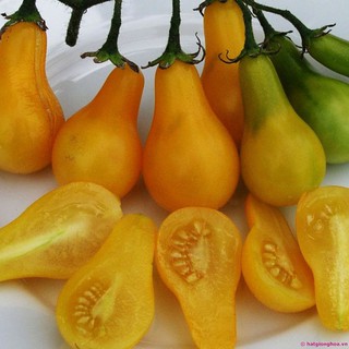Hạt giống cà chua bi lê vàng