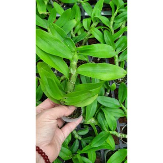 Hoa phong lan phi điệp lá mít gieo hạt