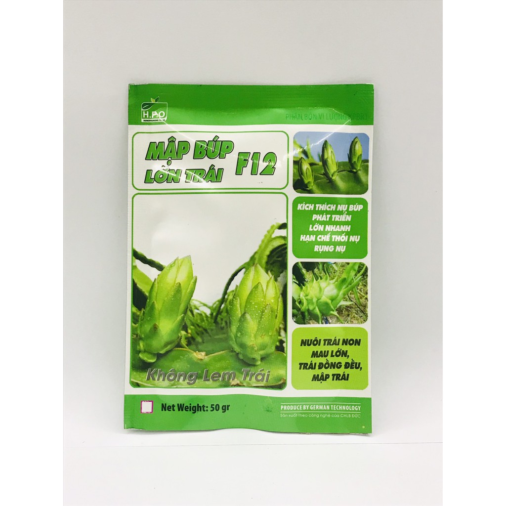 MẬP BÚP LỚN TRÁI F12 HPO - MẬP BÚP NUÔI TRÁI NON MAU LỚN, TRÁI ĐỒNG ĐỀU MẬP TRÁI GÓI 35GR