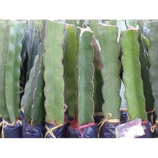Cây giống cây thanh long vỏ đỏ ruột trắng mọng thịt bình thuận, quả sớm, siêu quả , siêu ngọt, siêu năng suất