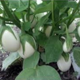 20 HẠT GIỐNG CÀ PHÁO TRẮNG