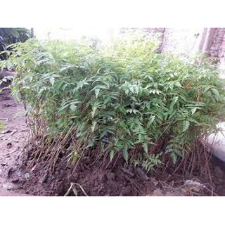 CÂY GIỐNG XOAN ĐÀO (CÂY GIỐNG DÂU DA XOAN)