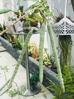 20 Hạt giống cây Chùm ngây