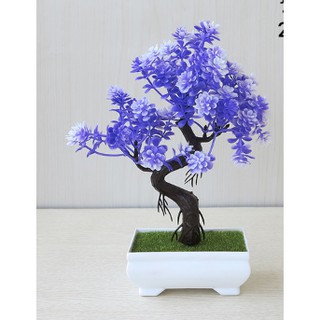 Chậu hoa bonsai phú quý để bàn