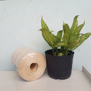 Dây cột cho Máy thu hoạch lúa, thu hoạch mè tự bó