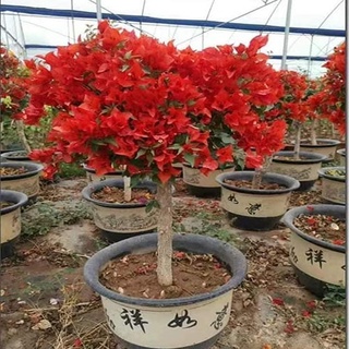 Cây Hoa Giấy Đỏ Lửa - cây cảnh để bàn - caykiengsadec