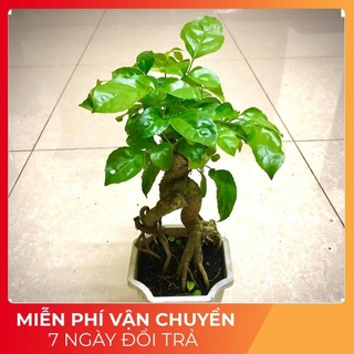 Cây hạnh phúc bonsai cao 25-30cm - tặng kèm phân bón