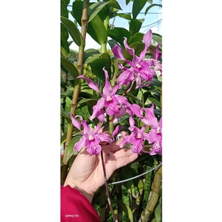 Lan Dendro hổ mang cánh to đẹp cây tơ