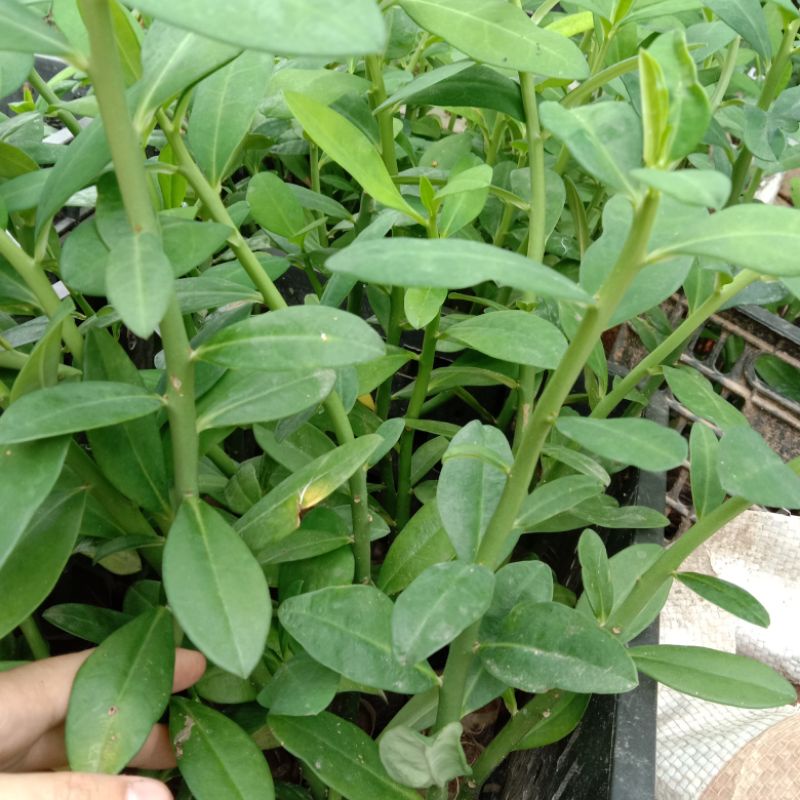 10 Cây thạch anh to khoẻ tặng 2 cây