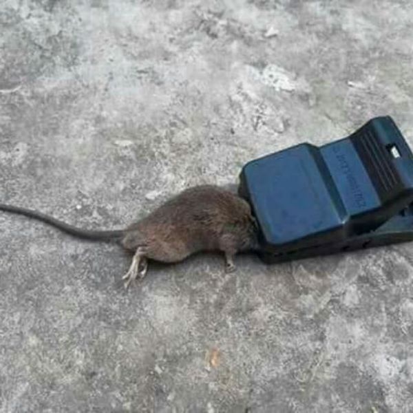 Bẫy chuột thông minh siêu nhạy mà an toàn