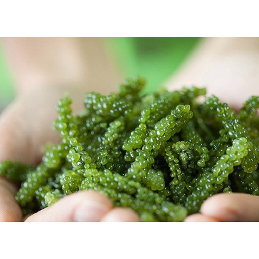 Tảo xoắn tem đỏ Nhật Bản, viên tảo xoắn Spirulina hộp 2200 viên