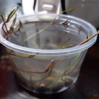 Sen nhật mini  ..gói 10 hạt