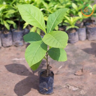 cây giống Giá Tỵ (gỗ tếch)