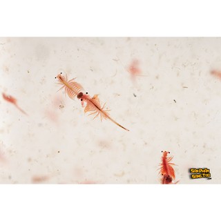 SINH VẬT TIỀN SỬ SEA MONKEY