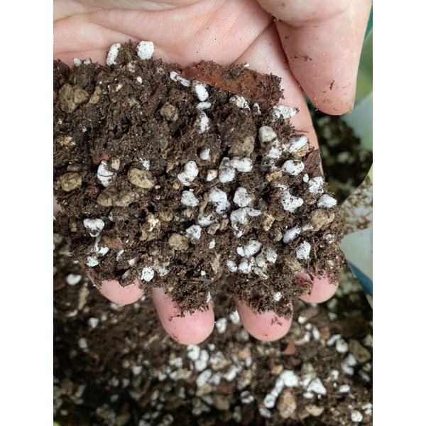 ĐẤT SOIL MIX CHUYÊN TRỒNG SEN ĐÁXƯƠNG RỒNGKÍCH RỄ+TĂNG TRƯỞNG SIÊU VIP