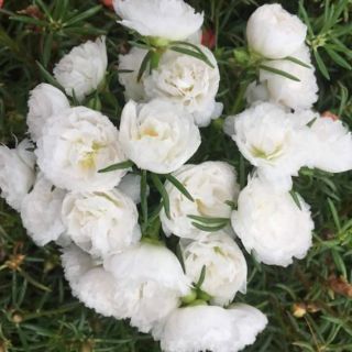 Cành hoa mười giờ _1kg 50k
